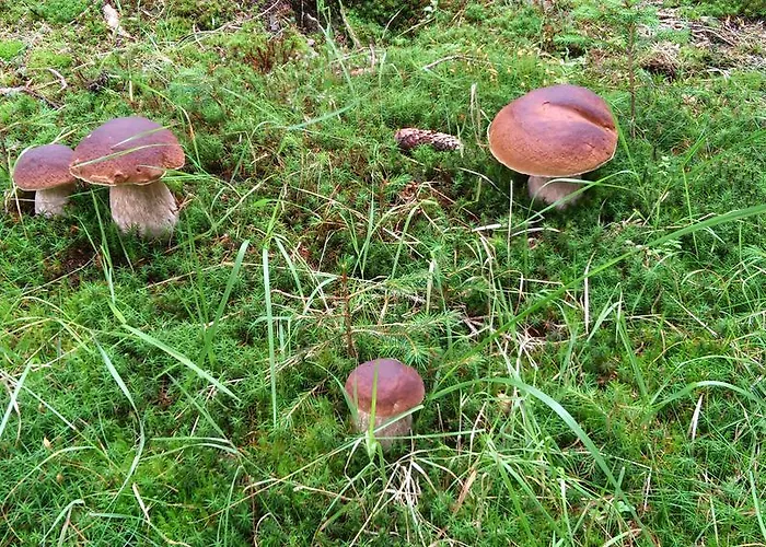 Gasthof Oswaldbauer 3* كريغلاتش